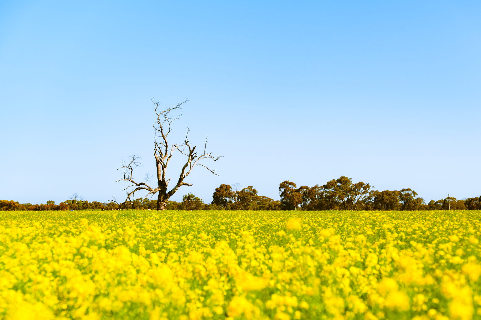 code: 009 / art name: CANOLA FIELDS