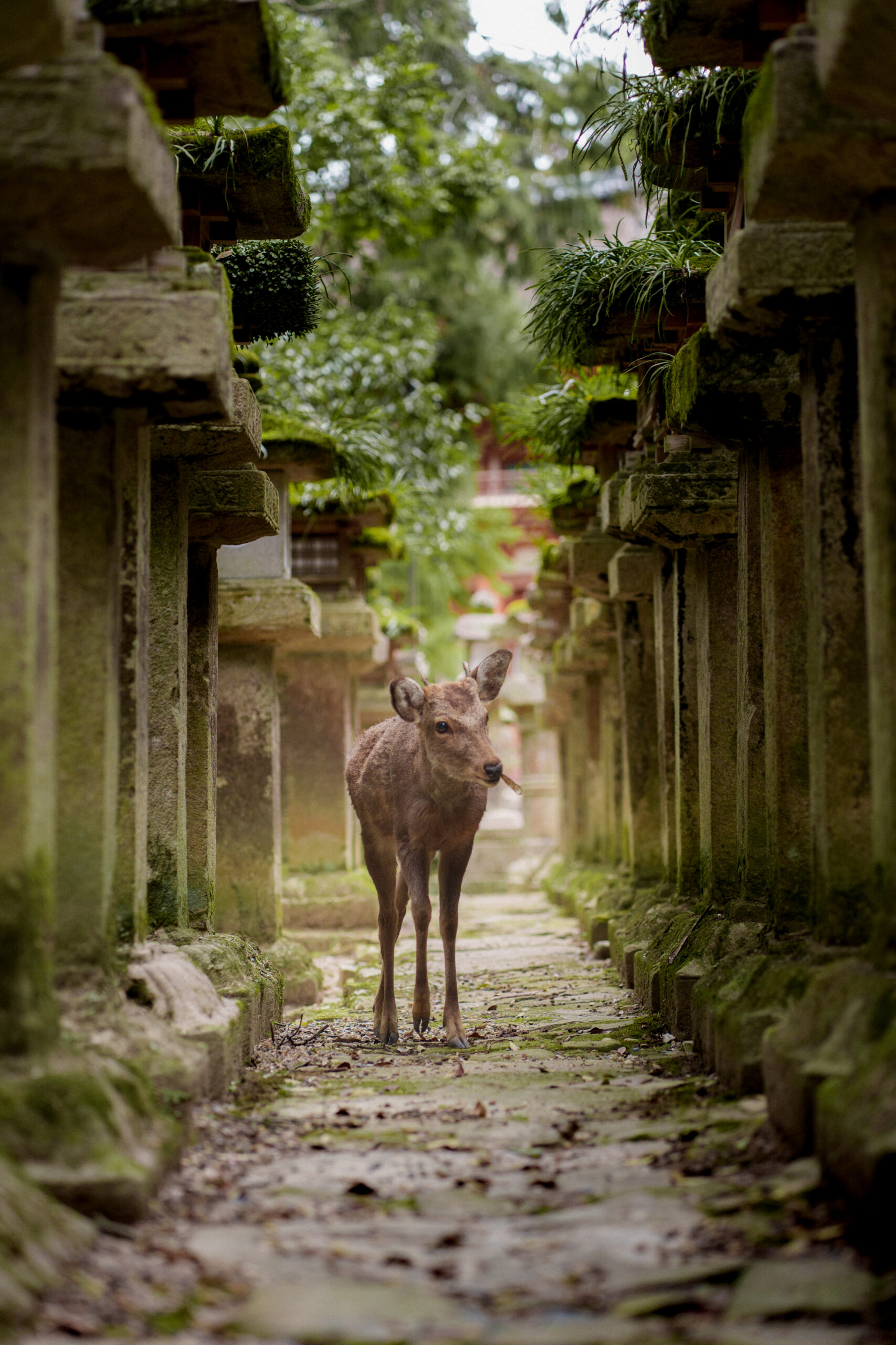 photo session in nara 4